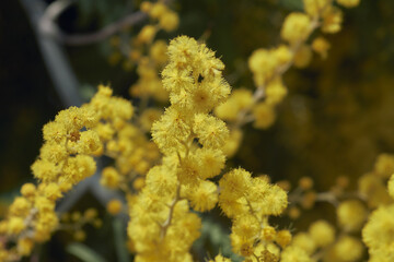 Mimosa blooming close up macro