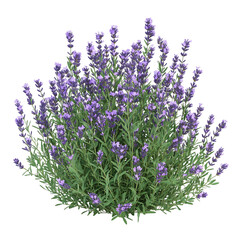 Fototapeta premium Lavender Bush with Purple Blooms Isolated on Transparent Background