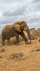 Obraz premium Large Male African Bush Elephant Walking in Kenya
