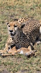 Cheetah guarding its prey in the Masai Mara National Reserve, Kenya