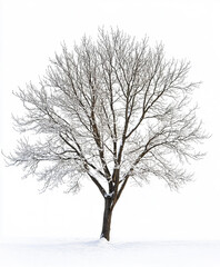 Fototapeta premium winter tree stands isolated against white background