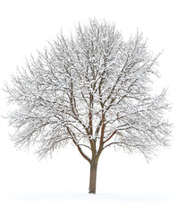 Fototapeta premium winter tree covered in snow isolated on white background