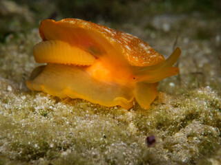 Sea slug Berthellina citrina