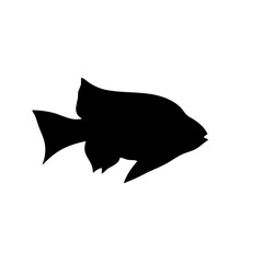 Fish sea silhouette vector

