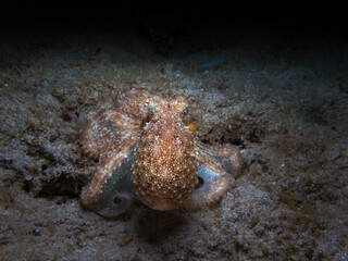 Common octopus from Cyprus 