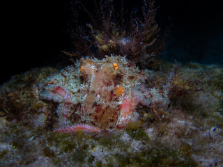 Common octopus from Cyprus 