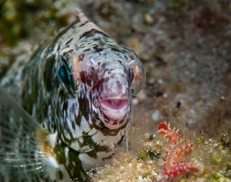 A marbled spinefoot greeting a fireworm