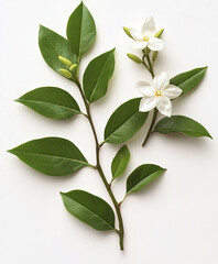Obraz premium Branch with white flowers and green leaves on white background