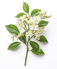 Obraz premium White Wrightia flowers with green leaves on white background