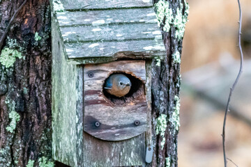 bird house on a tree