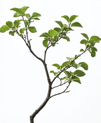 Fototapeta premium Branch with green leaves isolated on white background