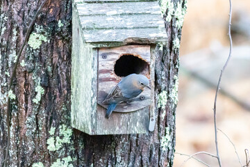 bird house on a tree