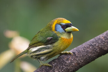 Obraz premium Semnornis frantzii, The prong-billed barbet, native to humid forest