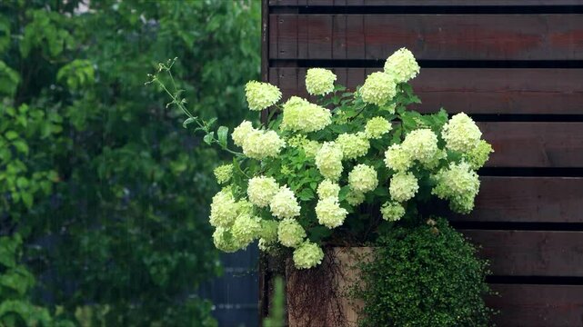summer rain on white flower Hydrangea
