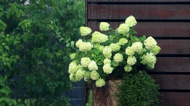 summer rain on white flower Hydrangea
