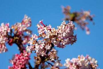 Winter snowball (Viburnum bodnantense Dawn)