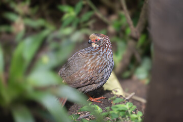 The buffy-crowned wood partridge, Dendrortyx leucophrys, family Odontophoridae