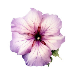 A flower with a purple center and white petals