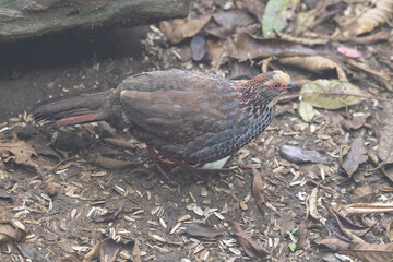 The buffy-crowned wood partridge, Dendrortyx leucophrys, family Odontophoridae