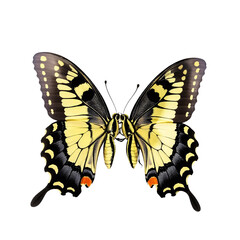 Obraz premium Yellow_Butterfly_Black_Background_Insect_Wings_Pattern