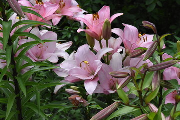 Elegant Pink Lily in Full Bloom