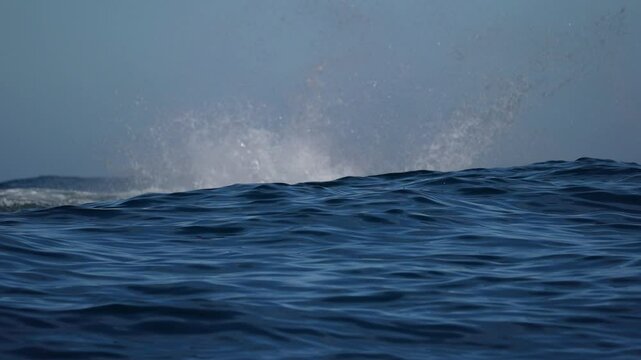 humpback whale tail slapping in pacific ocean off the coast of todos santos baja california sur