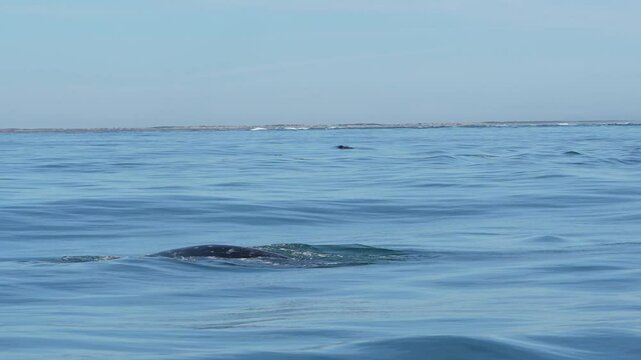 grey whale spy hopping mexico bahia magdalena san ignacio lagoon