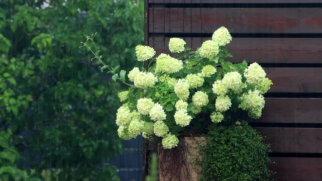 summer rain on white flower Hydrangea
