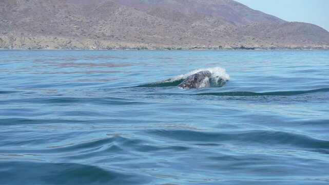 grey whale spy hopping mexico bahia magdalena san ignacio lagoon