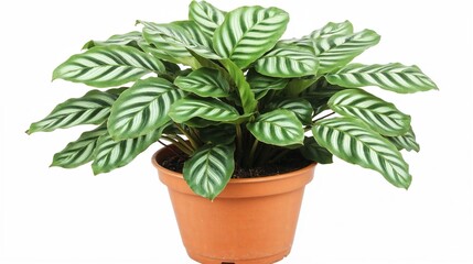 Fototapeta premium Potted plant with striped leaves in a terracotta pot 