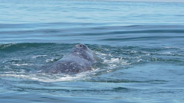 grey whale spy hopping mexico bahia magdalena san ignacio lagoon