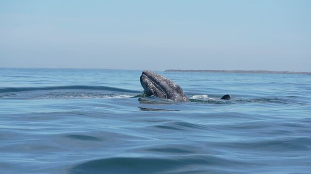 grey whale spy hopping mexico bahia magdalena san ignacio lagoon