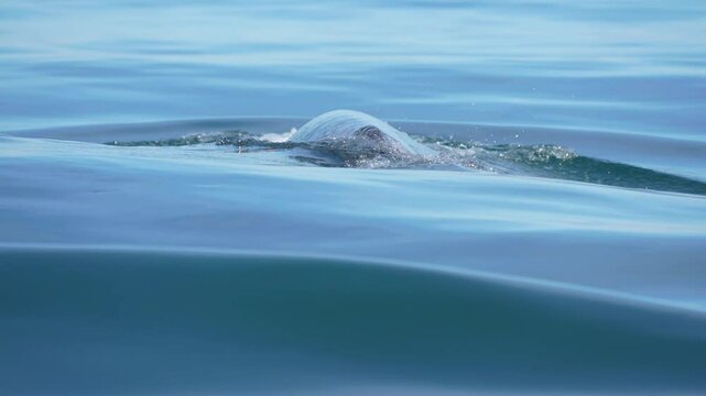 grey whale spy hopping mexico bahia magdalena san ignacio lagoon