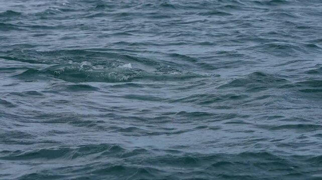 grey whale spy hopping mexico bahia magdalena san ignacio lagoon
