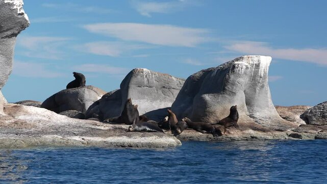 sea lions colony in cortez sea baja california sur mexico cerralvo island