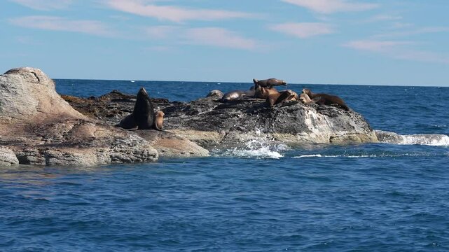 sea lions colony in cortez sea baja california sur mexico cerralvo island