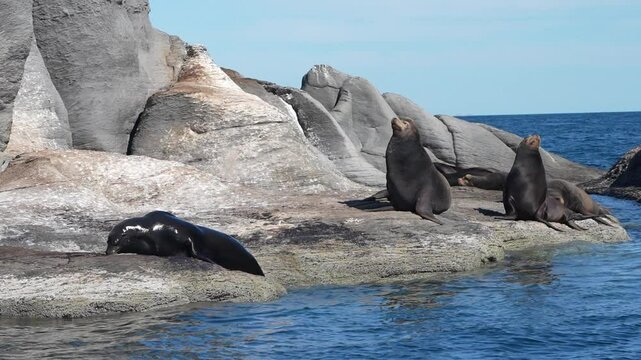 sea lions colony in cortez sea baja california sur mexico cerralvo island