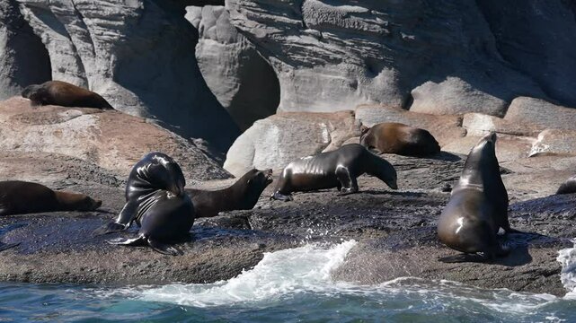 sea lions colony in cortez sea baja california sur mexico cerralvo island