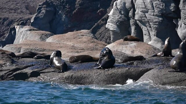 sea lions colony in cortez sea baja california sur mexico cerralvo island