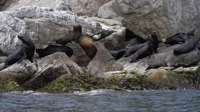 sea lions colony in cortez sea baja california sur mexico cerralvo island