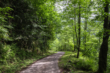 Fototapeta premium Forest trail in the mountains of Adjara, Georgia