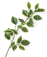 Naklejka premium branch with green and white leaves isolated on white background