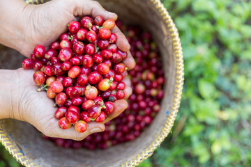 Close up hand harvest red ripe coffee seed robusta arabica berry harvesting coffee farm. Hand...