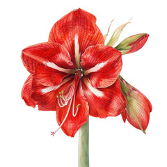 A red flower with white petals is the main focus of the image