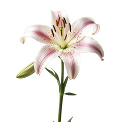 A single white and pink flower with a green stem