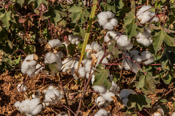 Cotton plants on a field in Mardin province, Turkey