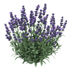 Naklejka premium 3D Lavender Bush with Delicate Purple Blooms Isolated on Transparent Background