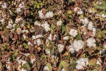 Cotton plants on a field in Mardin province, Turkey