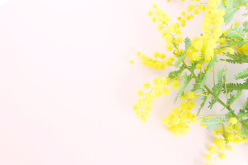 ミモザの花