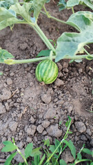 Watermelon plant growing in a garden under clear sky during summer season